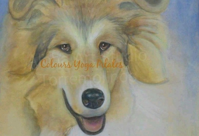 Oil on canvas  , Torremolinos Aloha Art Studio . Pets'pirtraits